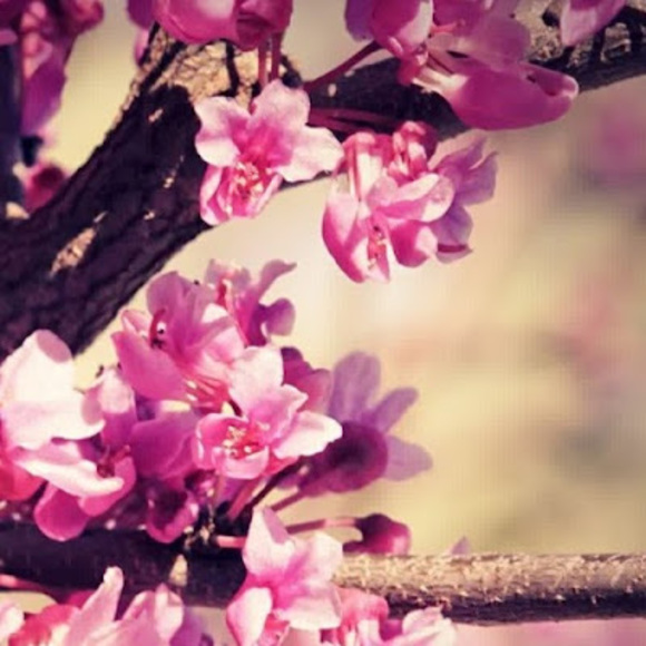 Meet your Posher, Olivia - Picture 1 of 1